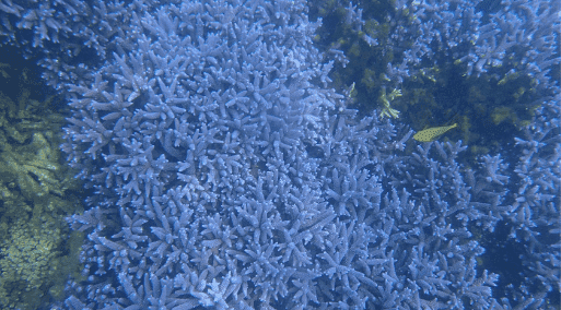 紫色珊瑚礁 七美浮潛