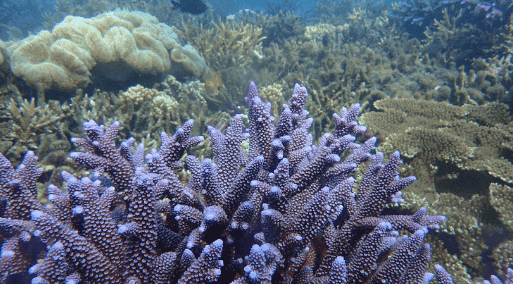 紫色珊瑚礁 七美浮潛